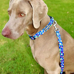 Weimaraner dog wearing a blue collar and leash with a pattern of white flowers and ladybugs.