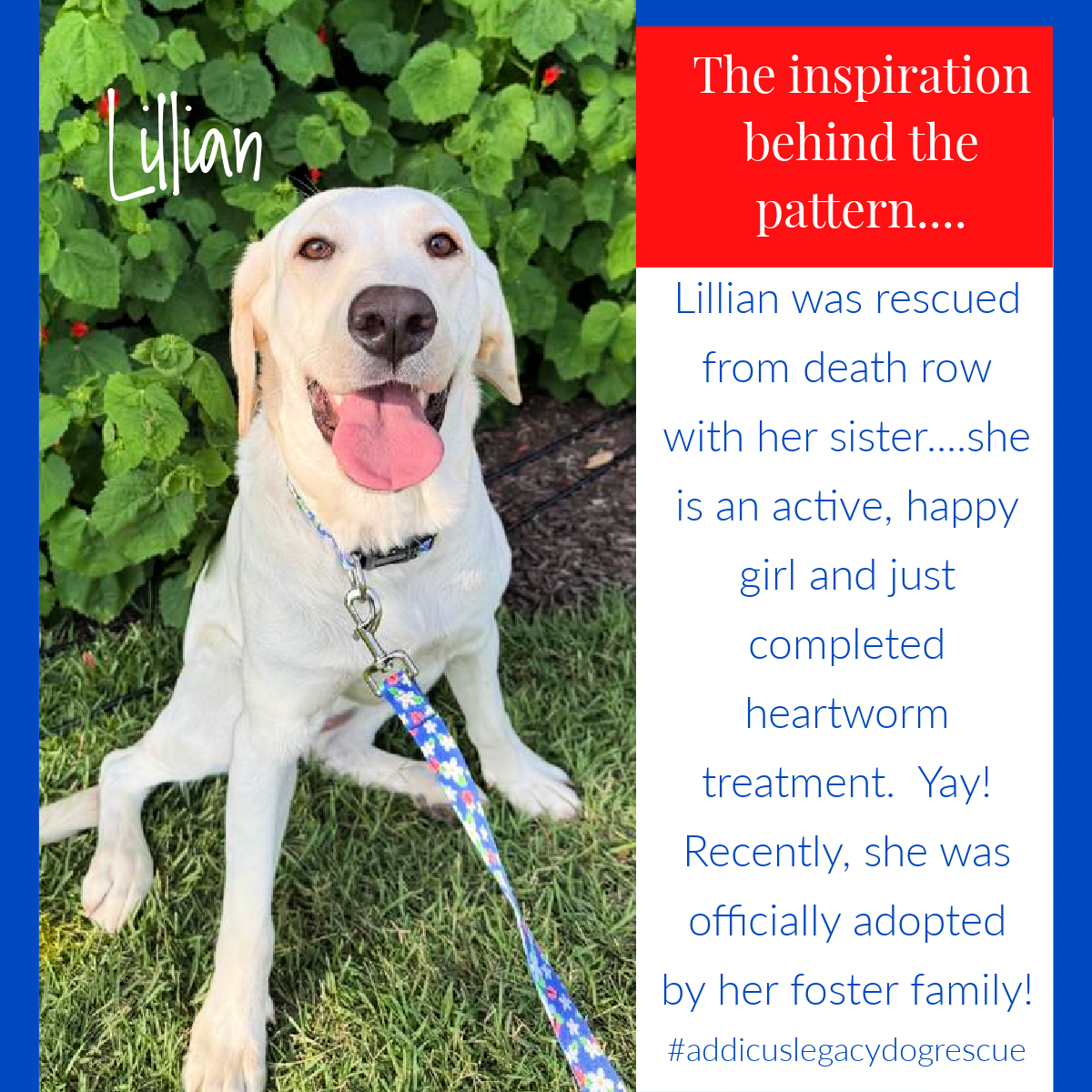 Happy white Labrador dog named Lillian wearing a blue floral collar and leash, with a caption about her rescue story.