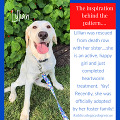 Happy white Labrador dog named Lillian wearing a blue floral collar and leash, with a caption about her rescue story.