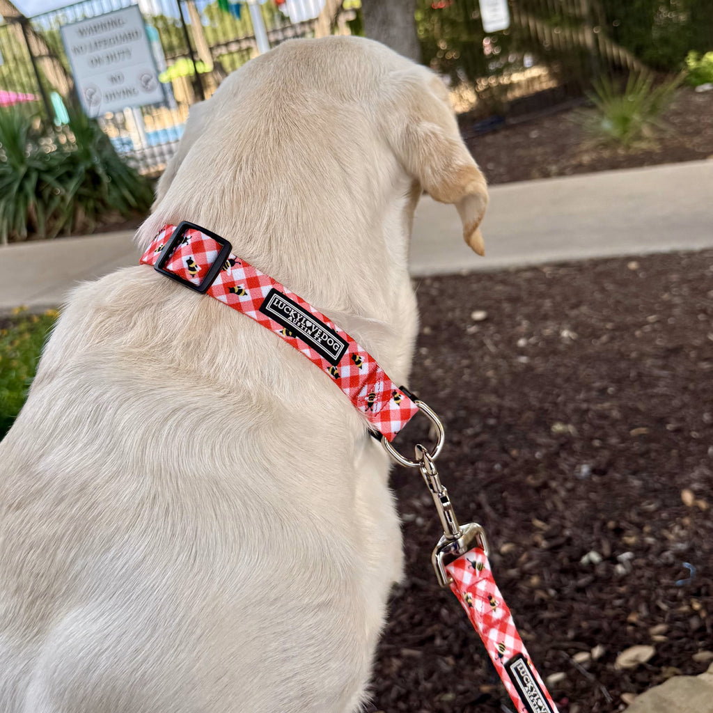 red gingham with bee dog collar on labrador