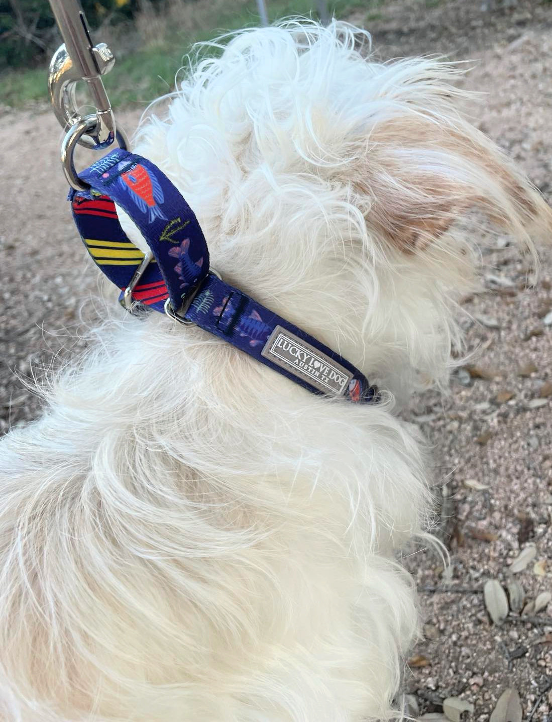 blue seaside dog martingale collar