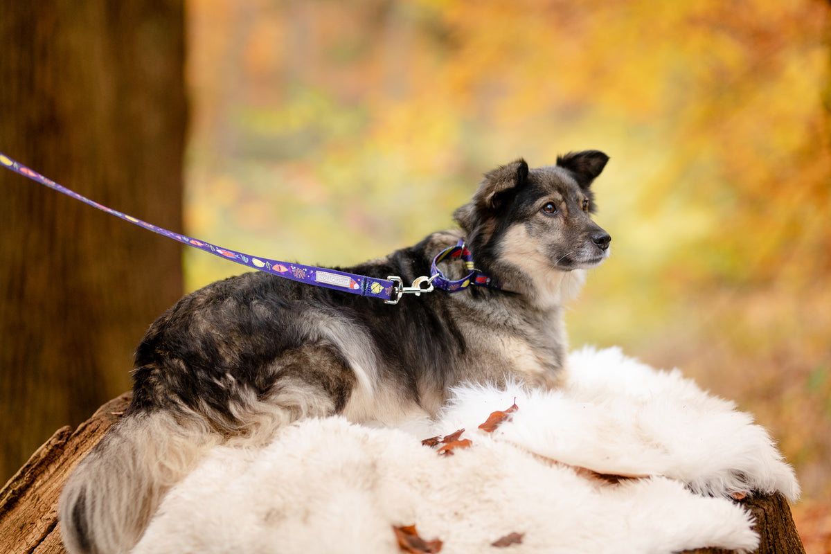 Mackey Martingale