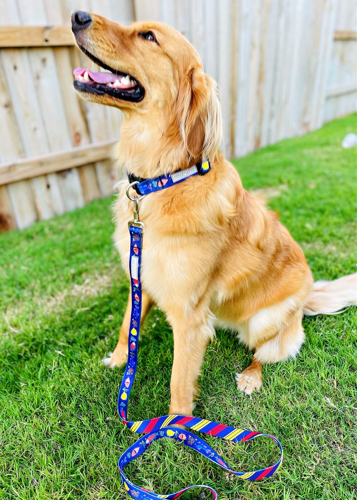 bright colored tropical fish dog leash dog collar on golden retriever