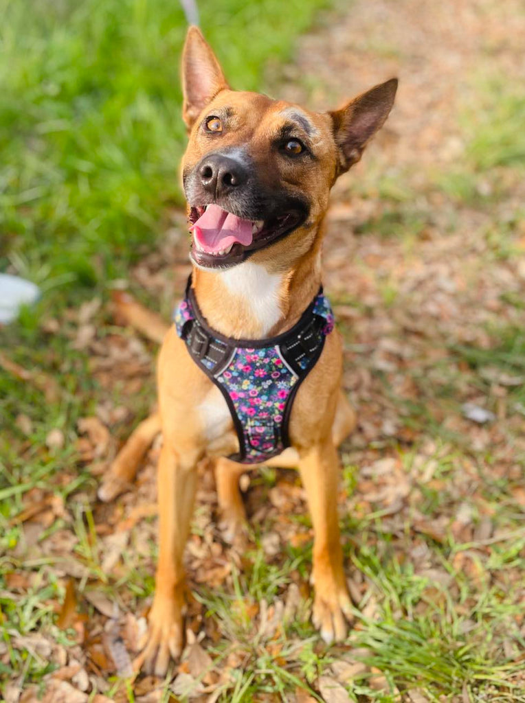 dainty floral dog harness on cute short-haired brown dog