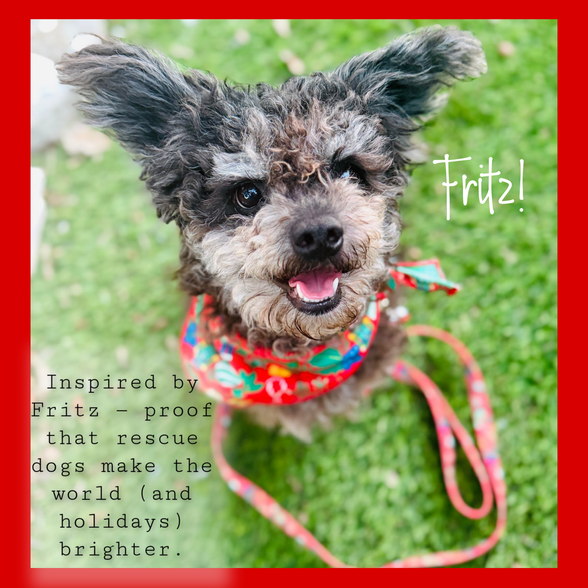 Happy small rescue dog named Fritz wearing a Christmas bandana and leash, sitting in green grass.