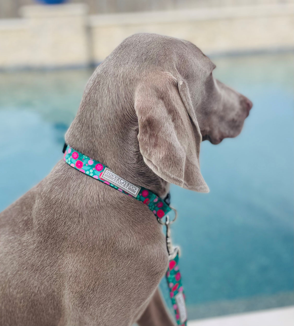 Teal and pink floral dog collar and matching leash on a Weimaraner dog seen from the side with a swimming pool background.