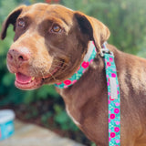 pink floral collar on dog