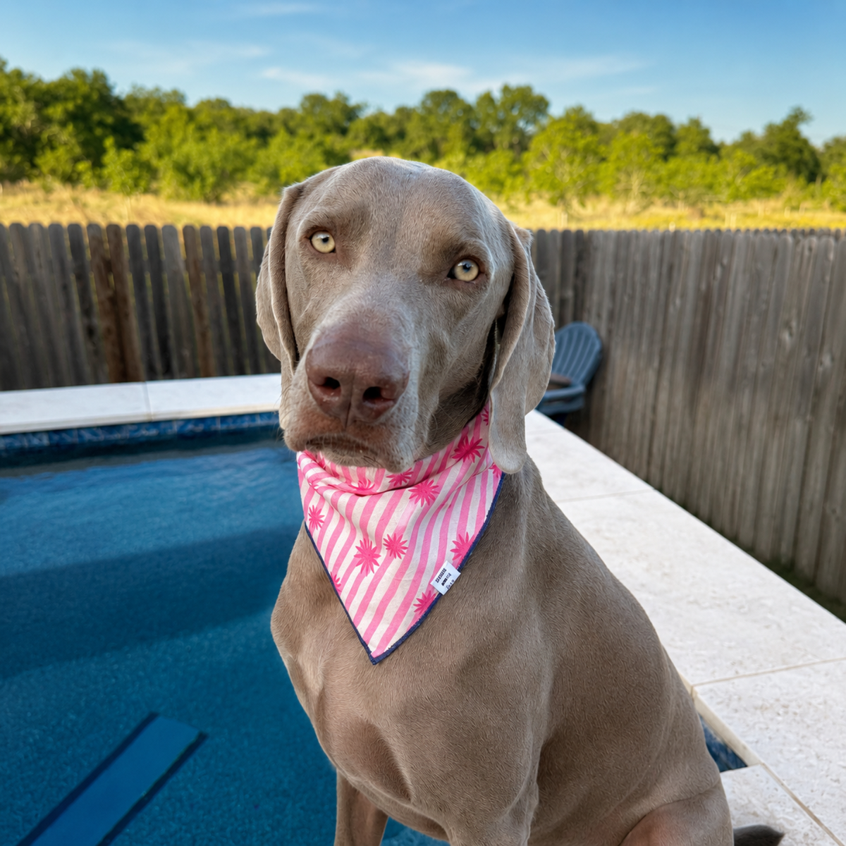 Poppy dog bandana