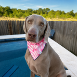 Poppy dog bandana