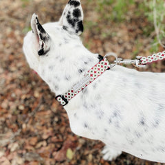White spotted dog wearing a patterned Lucky Love Dog collar and leash outdoors.