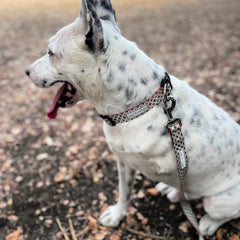 White spotted dog wearing a patterned Lucky Love Dog collar and leash outdoors.