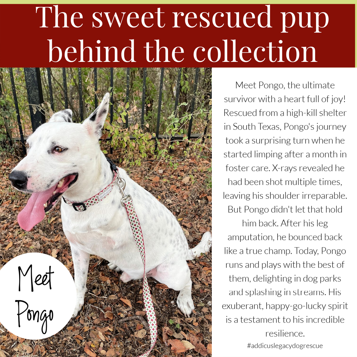 Rescue dog Pongo sitting outdoors wearing a patterned collar next to a story about his journey.