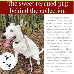 Rescue dog Pongo sitting outdoors wearing a patterned collar next to a story about his journey.