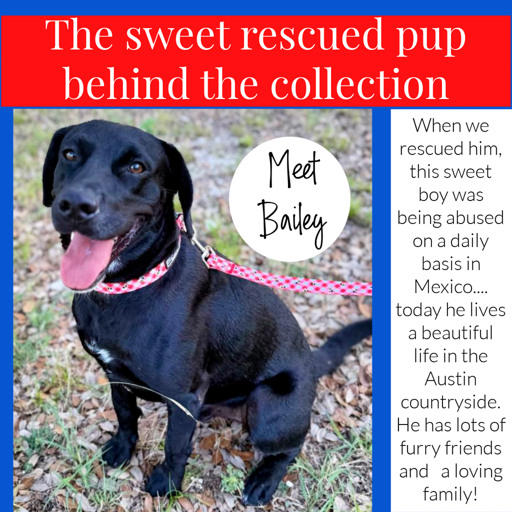 article about rescue pup named bailey