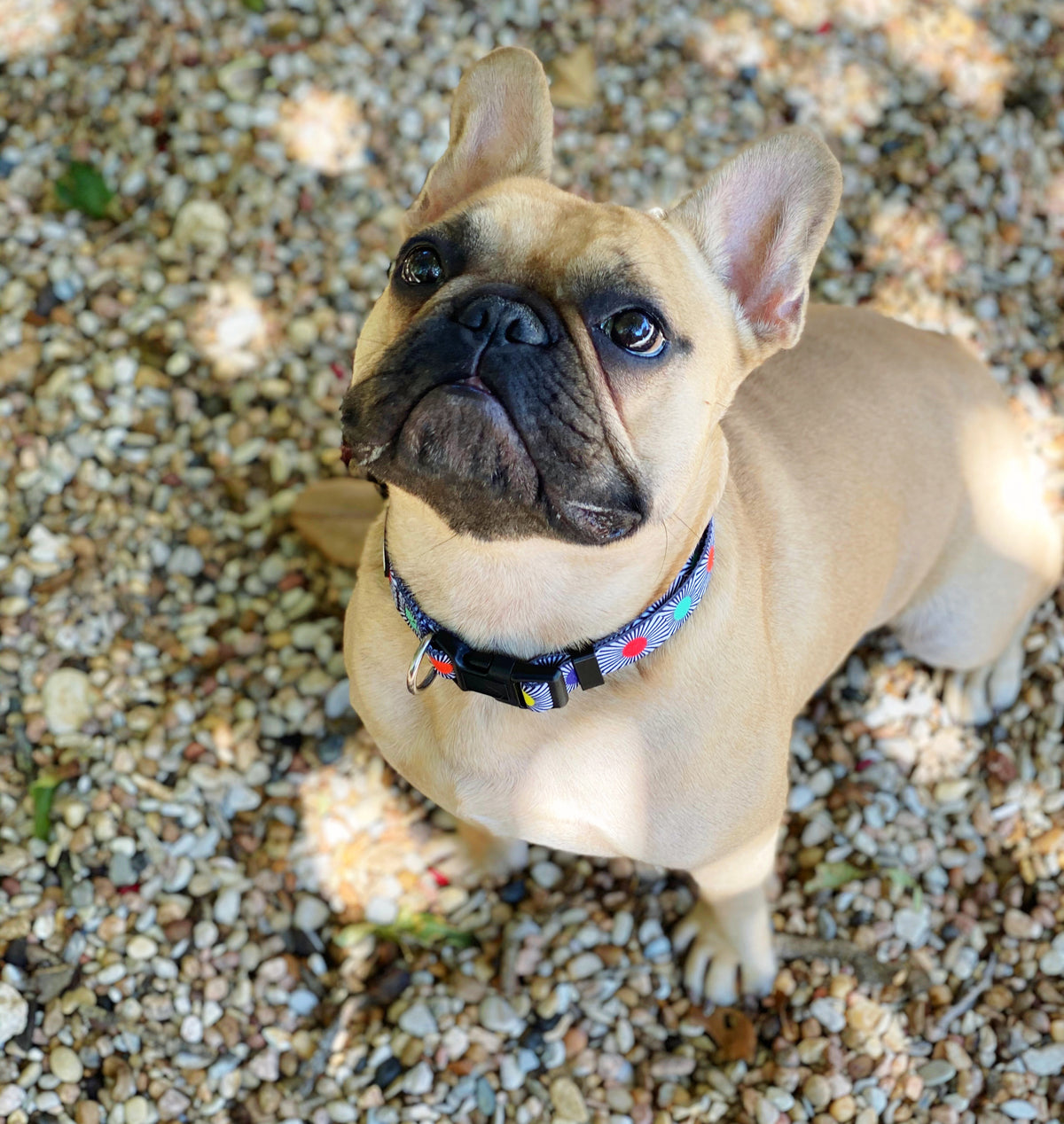  small brown dog wearing modern colorful dog collar