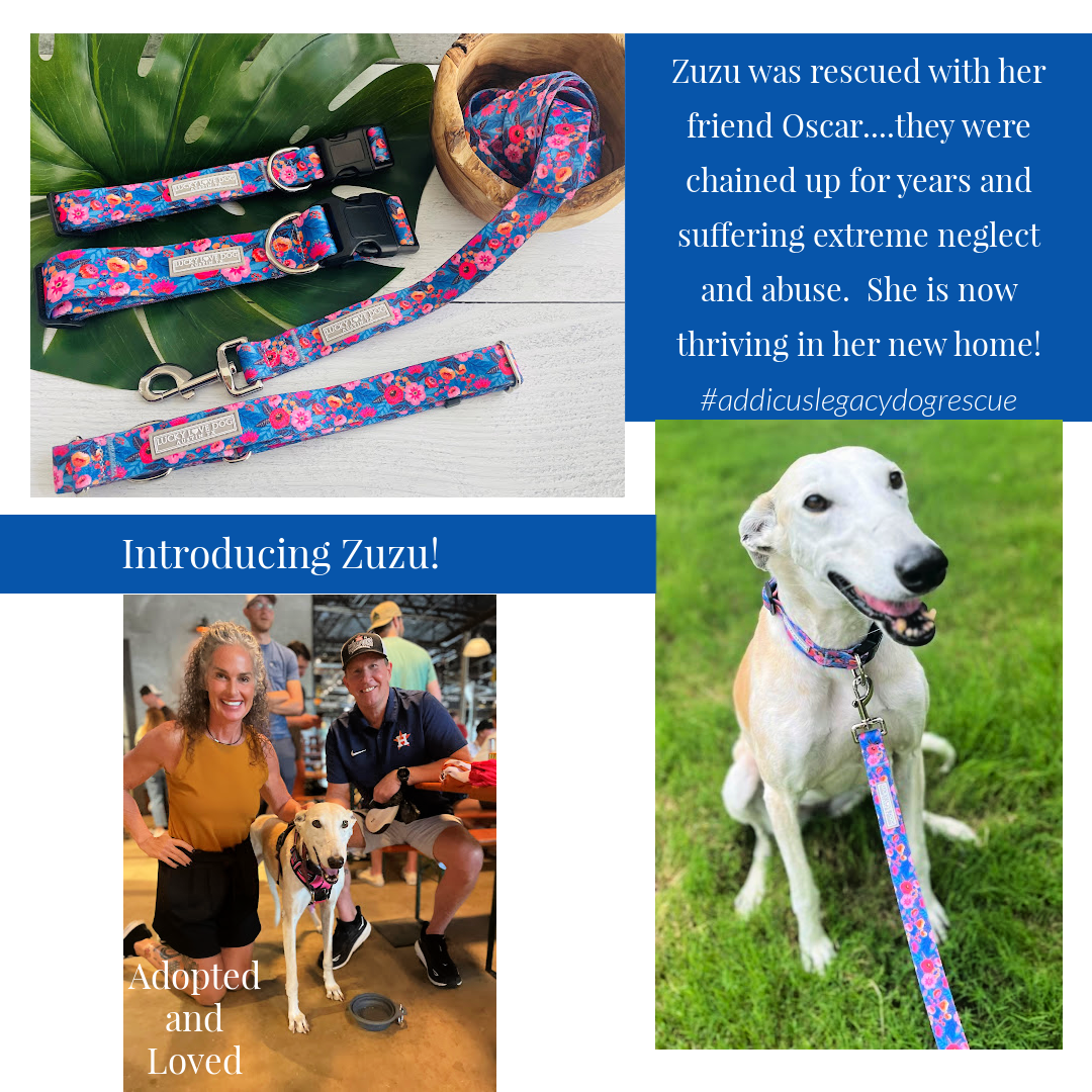 Rescue dog Zuzu wearing a blue floral Lucky Love Dog collar and leash