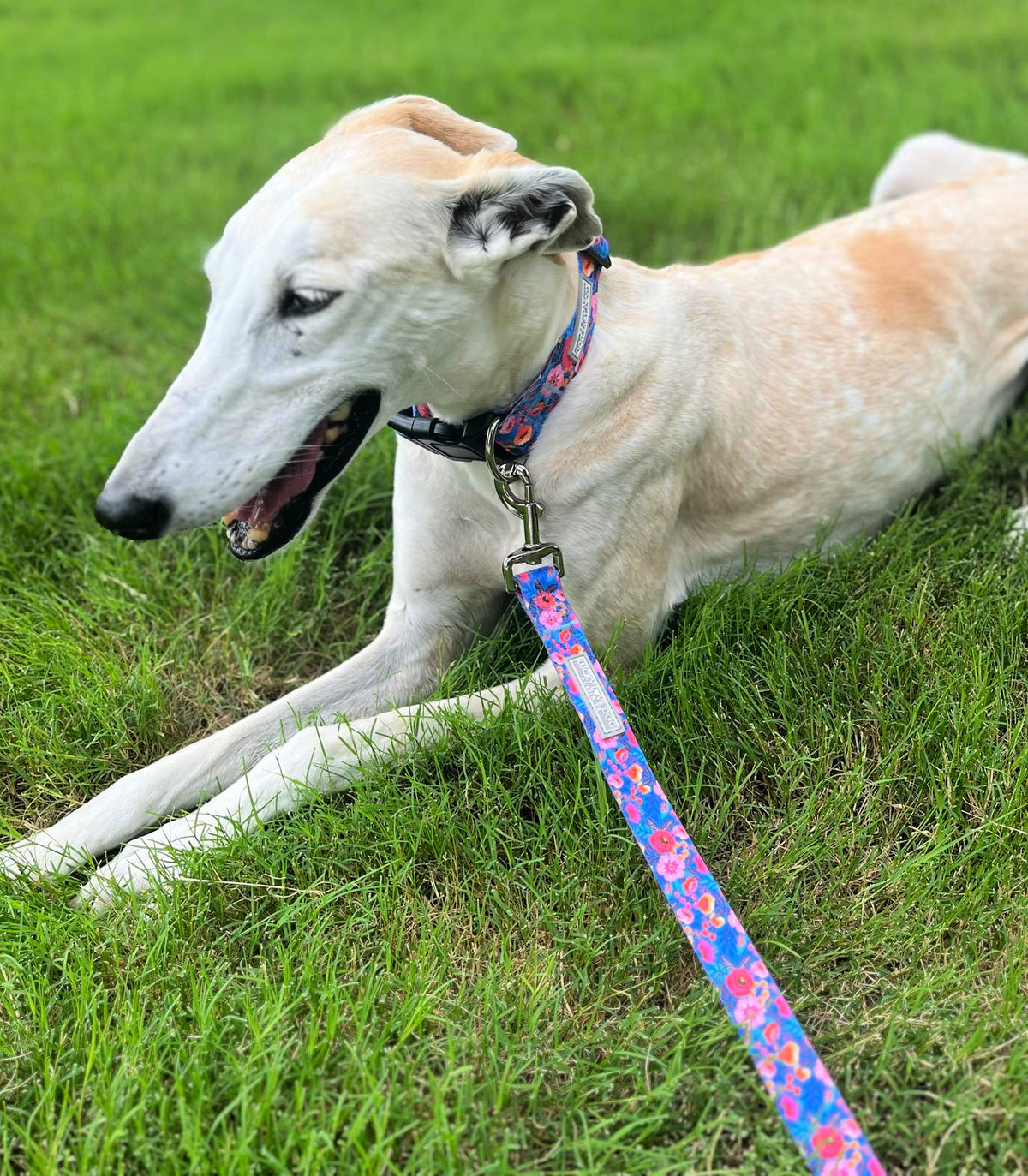 Light-colored dog laying in the grass wearing a blue and pink floral Lucky Love Dog collar and matching leash.
