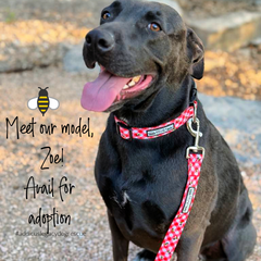 Happy black rescue dog named Zoe wearing a red gingham and bumblebee collar and leash, with a caption about adoption.