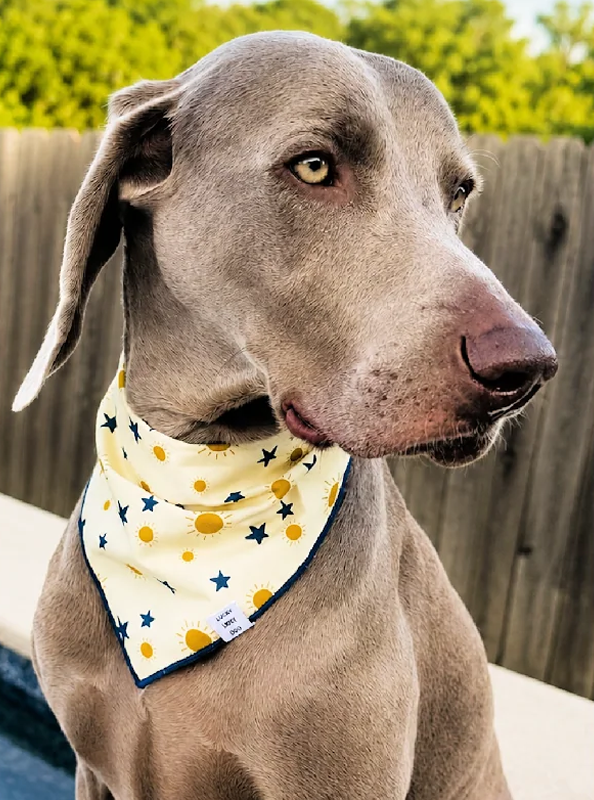 Dog wearing complete walking set
