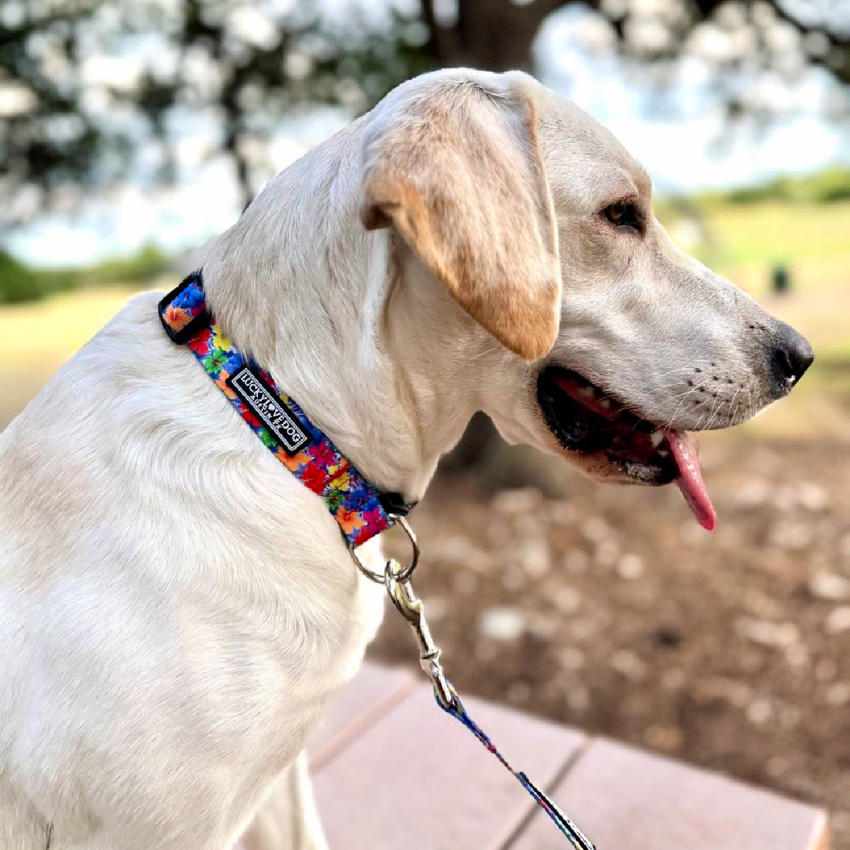 Yellow Labrador dog wearing a bright, colorful floral collar and leash outdoors, looking to the side.
