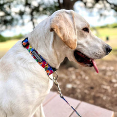 Yellow Labrador dog wearing a bright, colorful floral collar and leash outdoors, looking to the side.