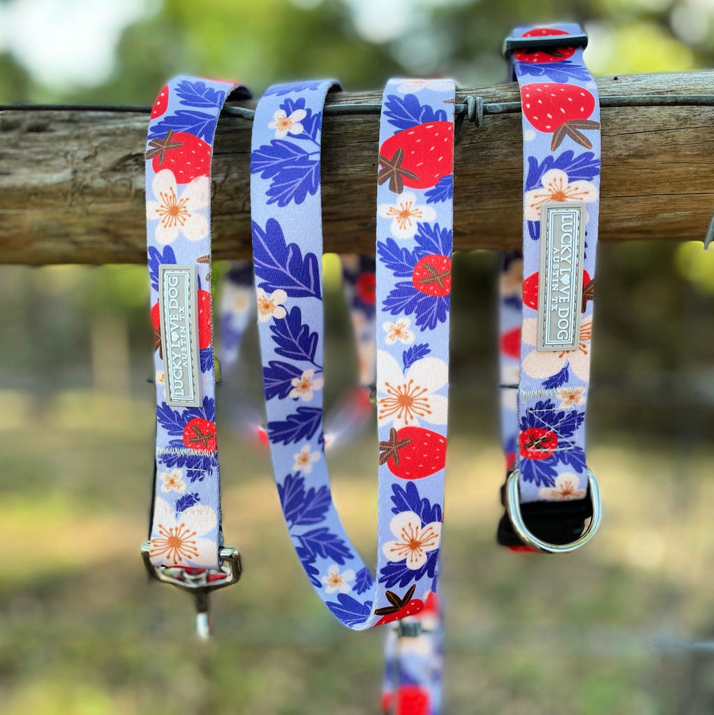 cute red and violet strawberry dog collar and leash hanging on tree