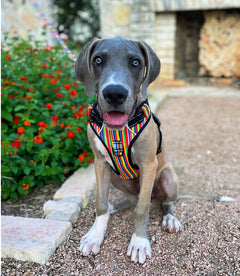 Easy Walker Hippie Harness