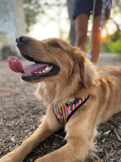 Easy Walker Hippie Harness