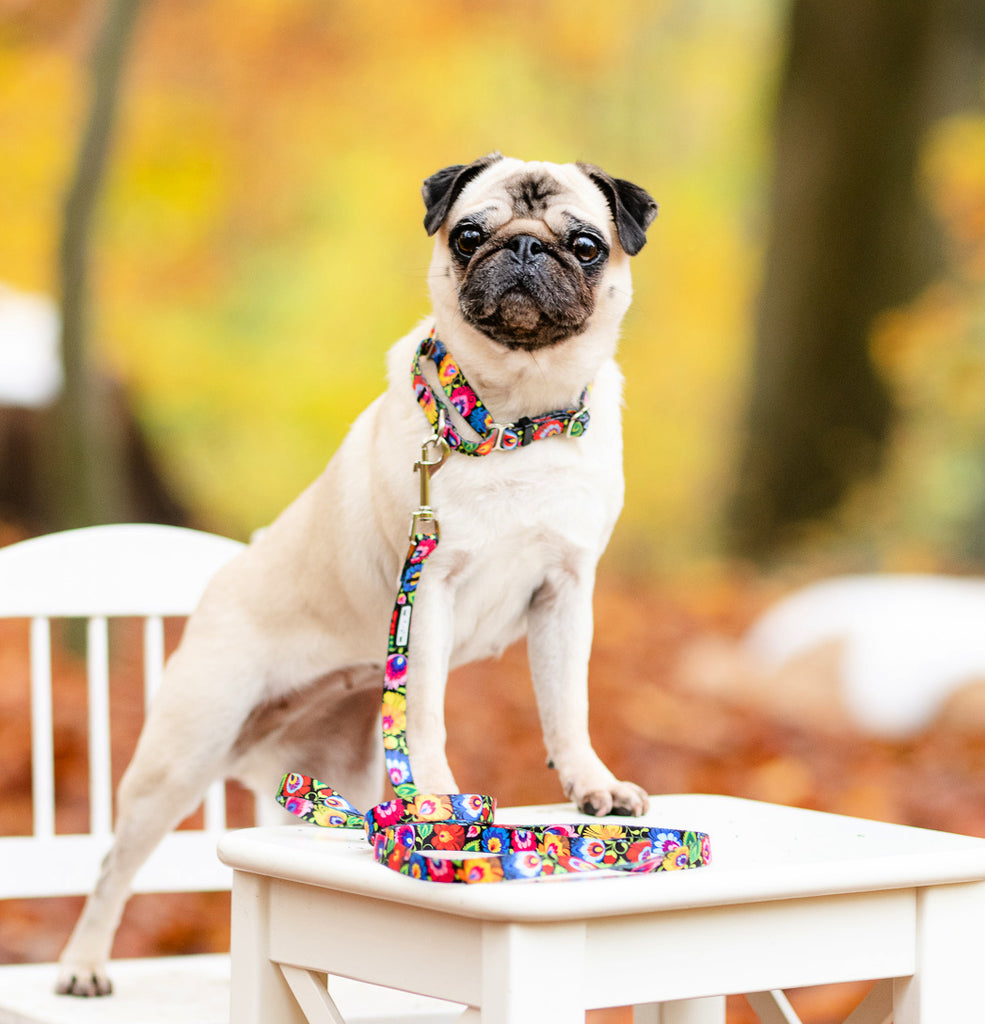 vivid floral martingale collar and leash on cute tan pug dog during fall