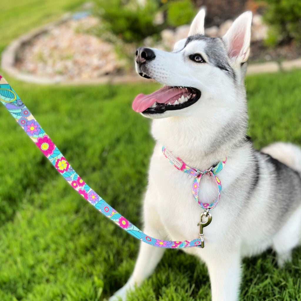 retro flower martingale dog collar and leash on cute husky