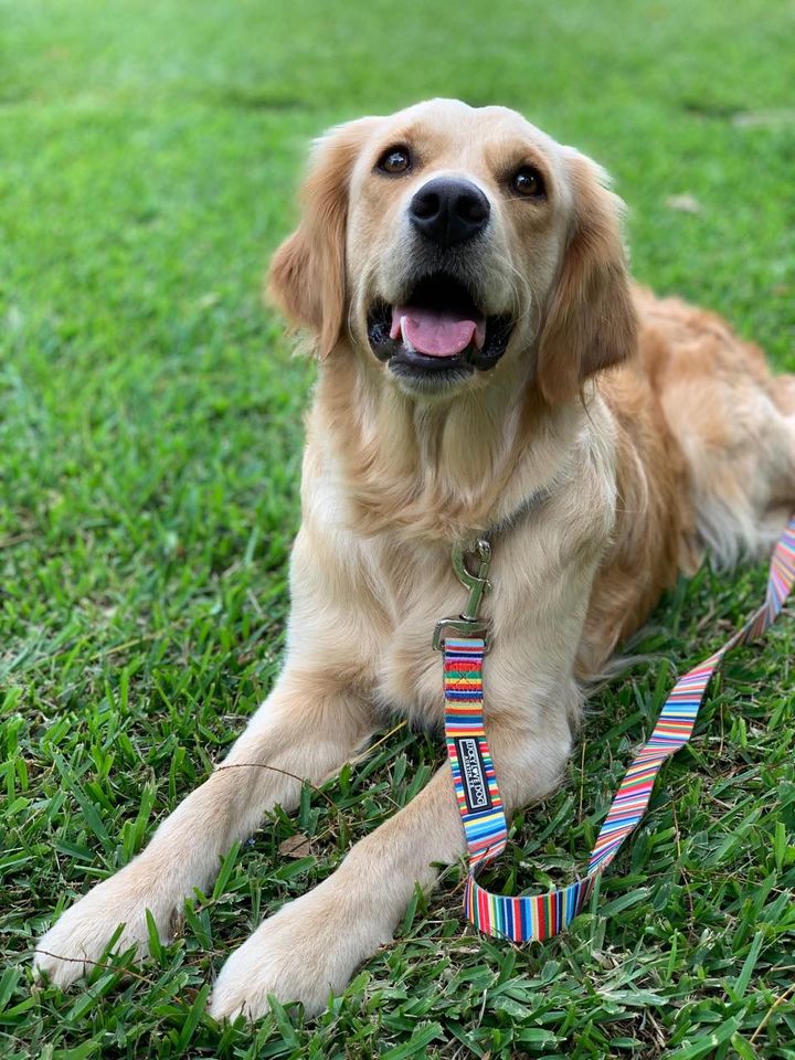 rainbow striped dog leash on tan dog