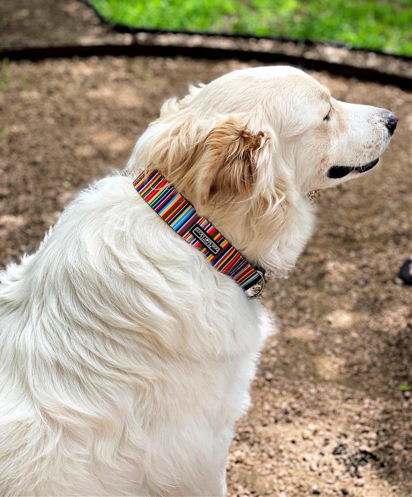 rainbow striped wide dog collar on great pyrenees 