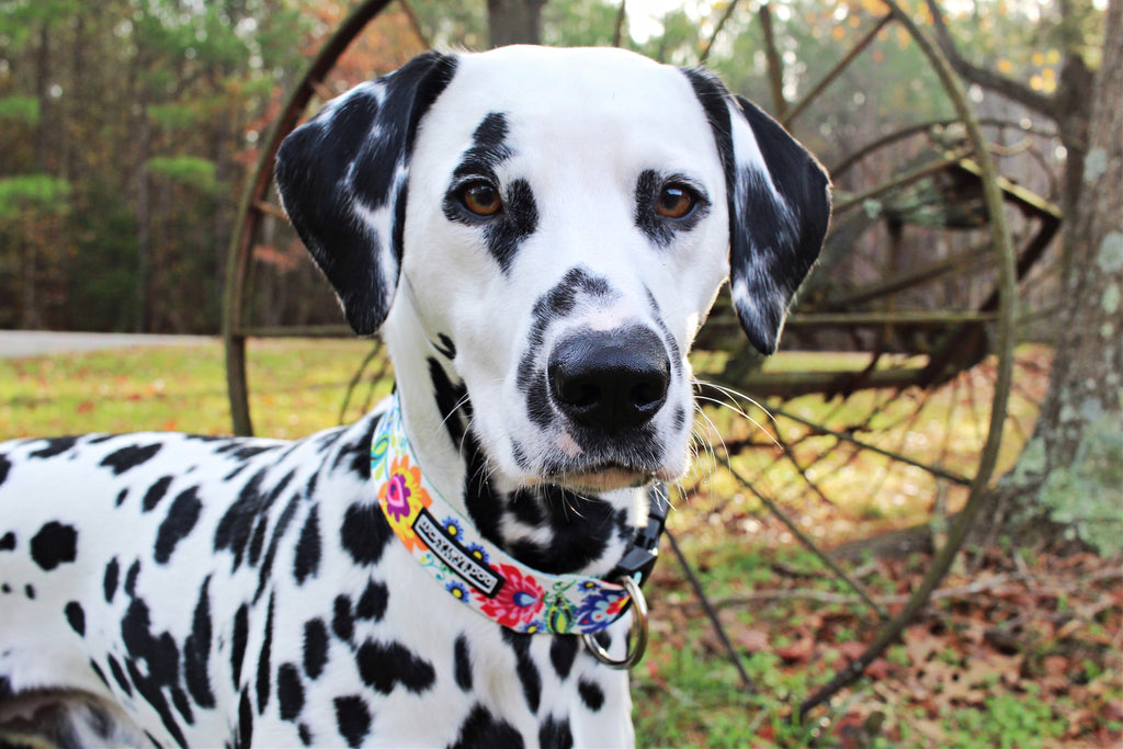 floral female wide dog collar on dalmatian