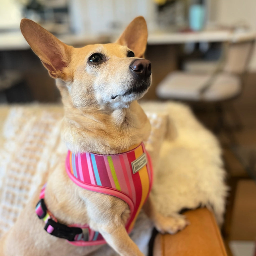 pink striped reversible dog vest on tan dog