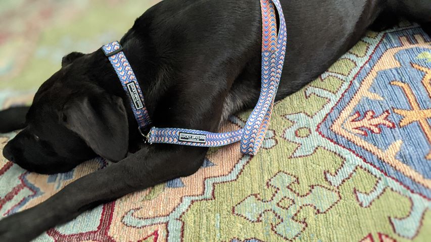blue bold geometric male dog collar and leash on black dog