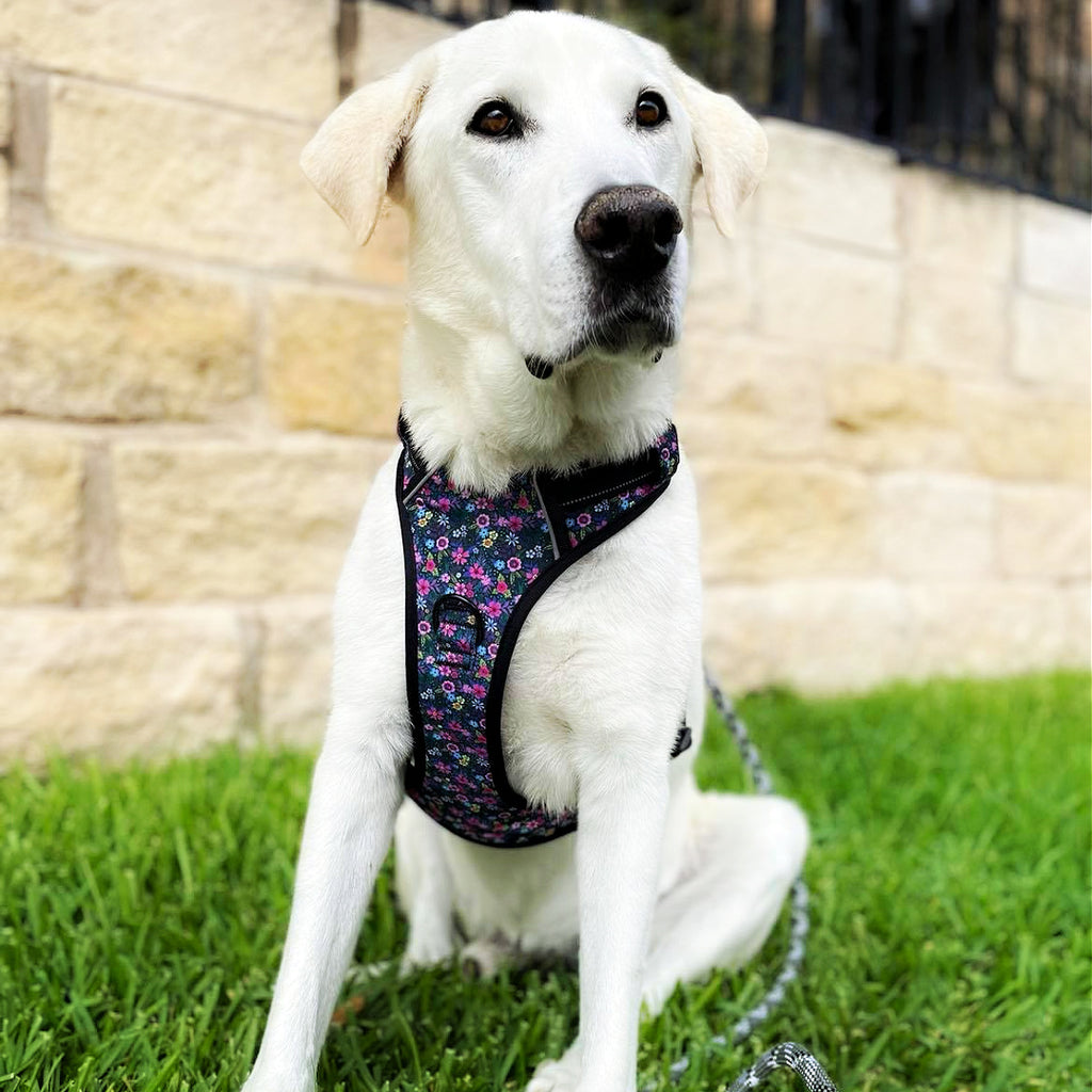 purple floral easy walker dog harness on white dog