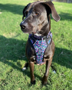 purple floral dog harness on brown shelter dog