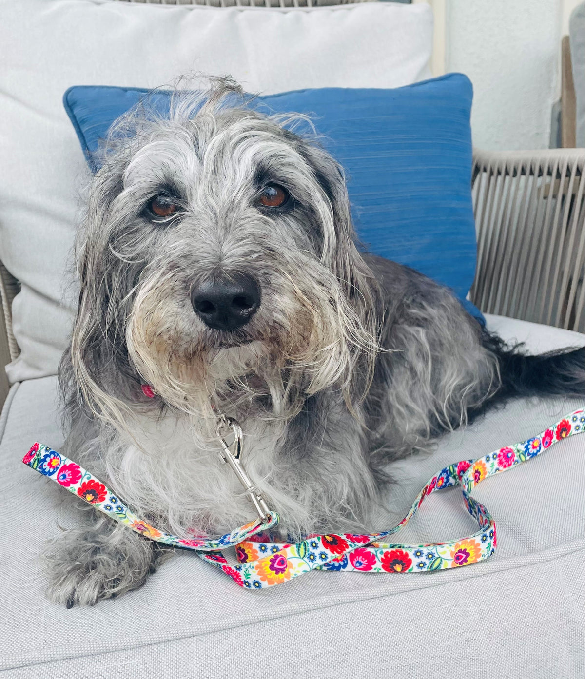 Scruffy gray terrier mix dog lying on an outdoor couch with a folk-art floral leash.