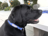 Black Labrador in a blue plaid dog collar outdoors.