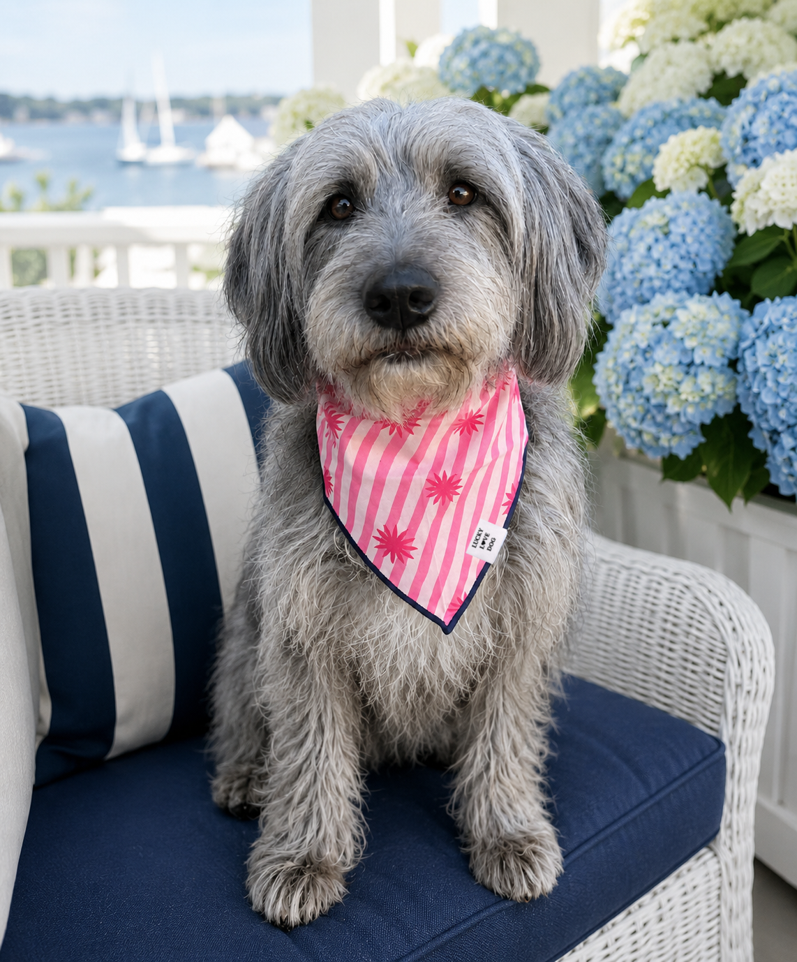 Dog wearing bandana