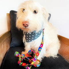 white dog in polka dot grey bandana