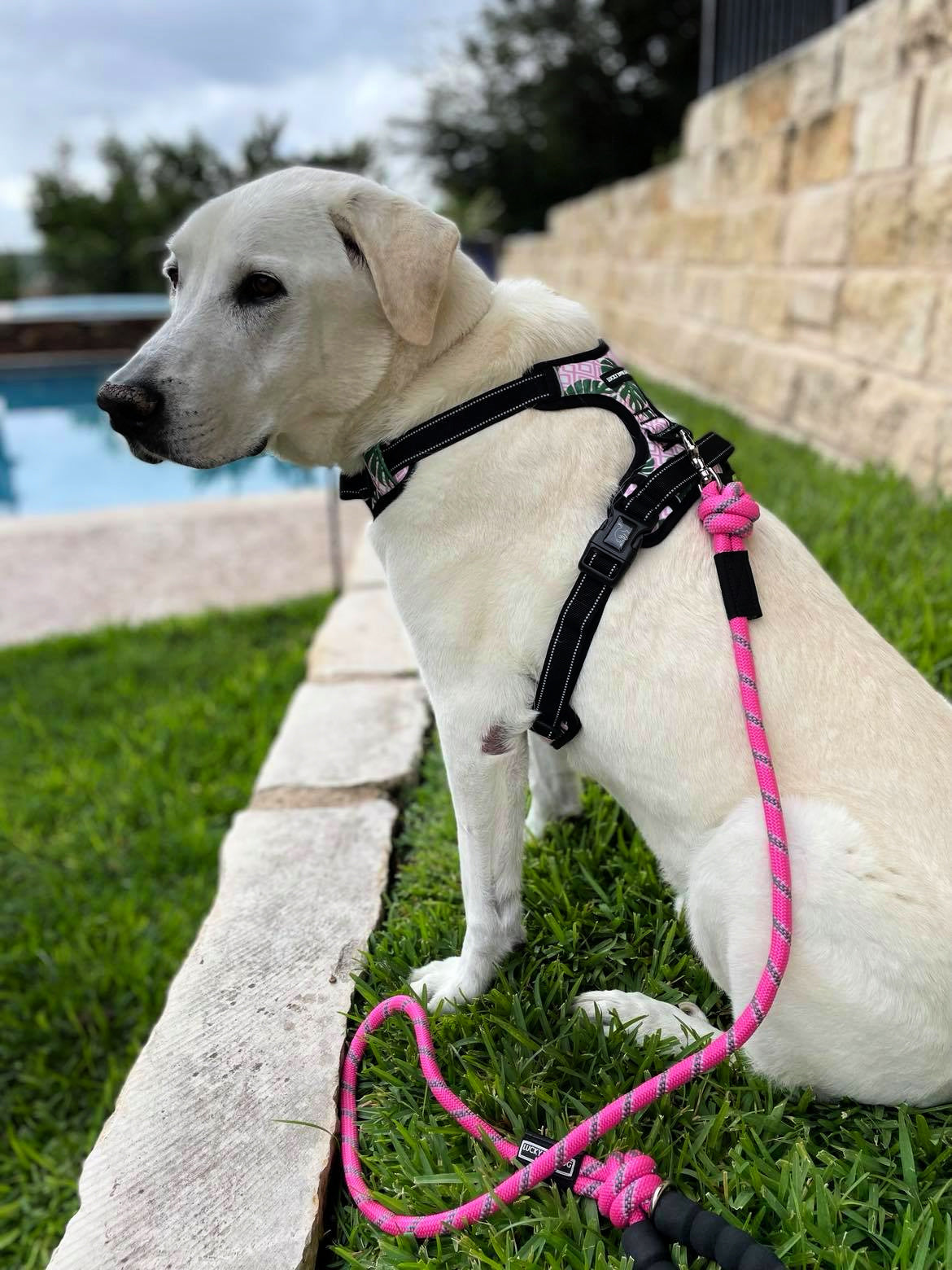 A white dog wearing a Lucky Love Dog pink floral harness and matching pink rope leash.