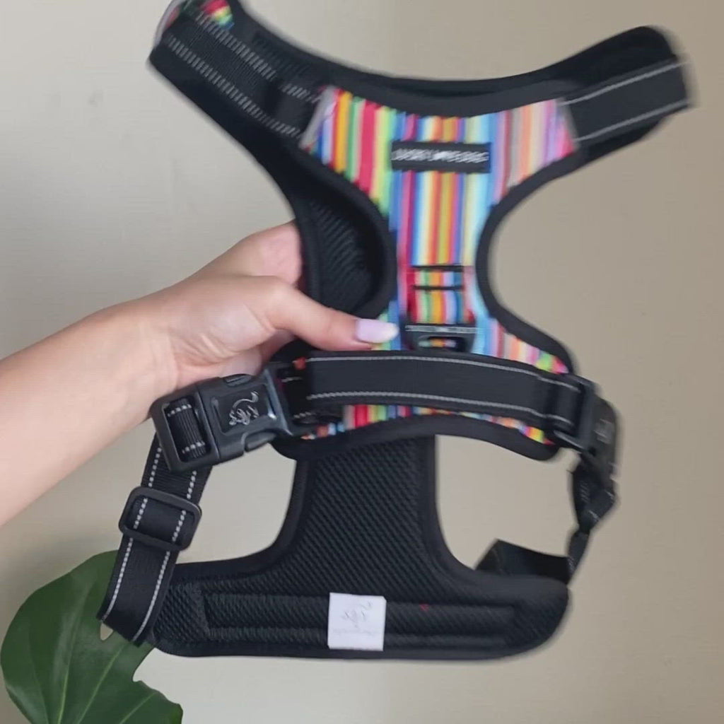lucky love dog rainbow striped Easy walker harness on shelter dog video