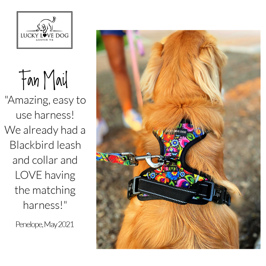 Matching floral dog harness and leash on rescue dog