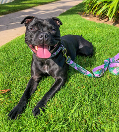 Dog wearing a pink and green tropical-pattern collar with a matching leash.
