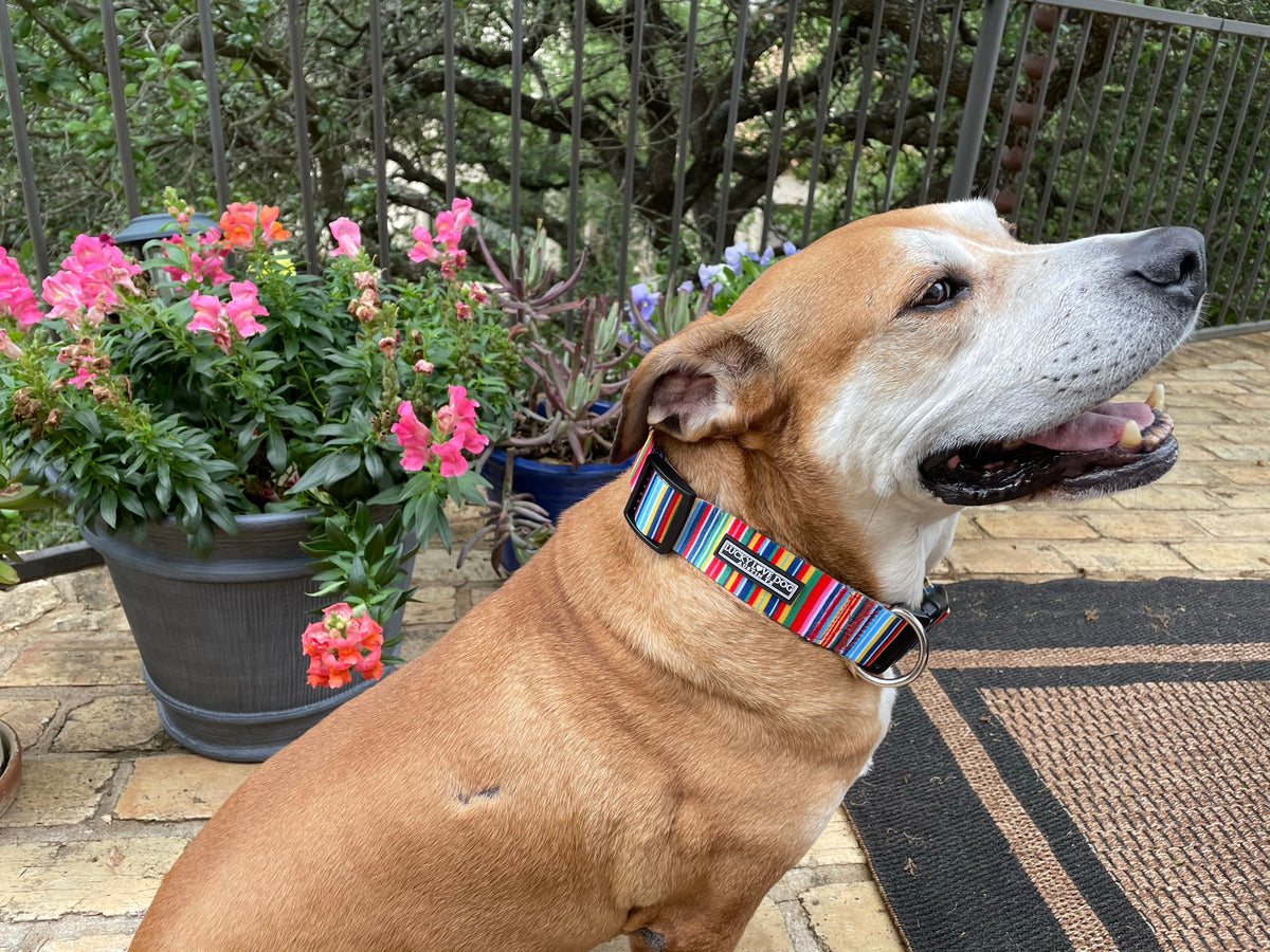 WIDE Hippie collar