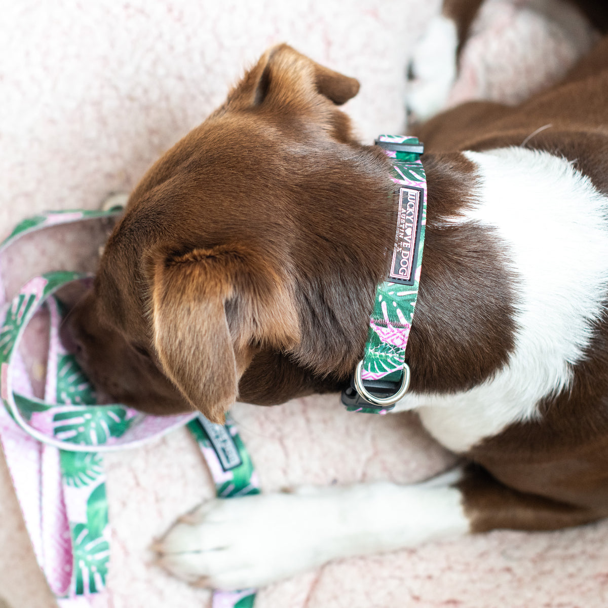 Brown and white dog wearing a pink and green tropical collar
