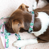 Brown and white dog wearing a pink and green tropical collar
