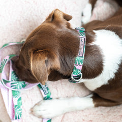 Brown and white dog wearing a pink and green tropical collar
