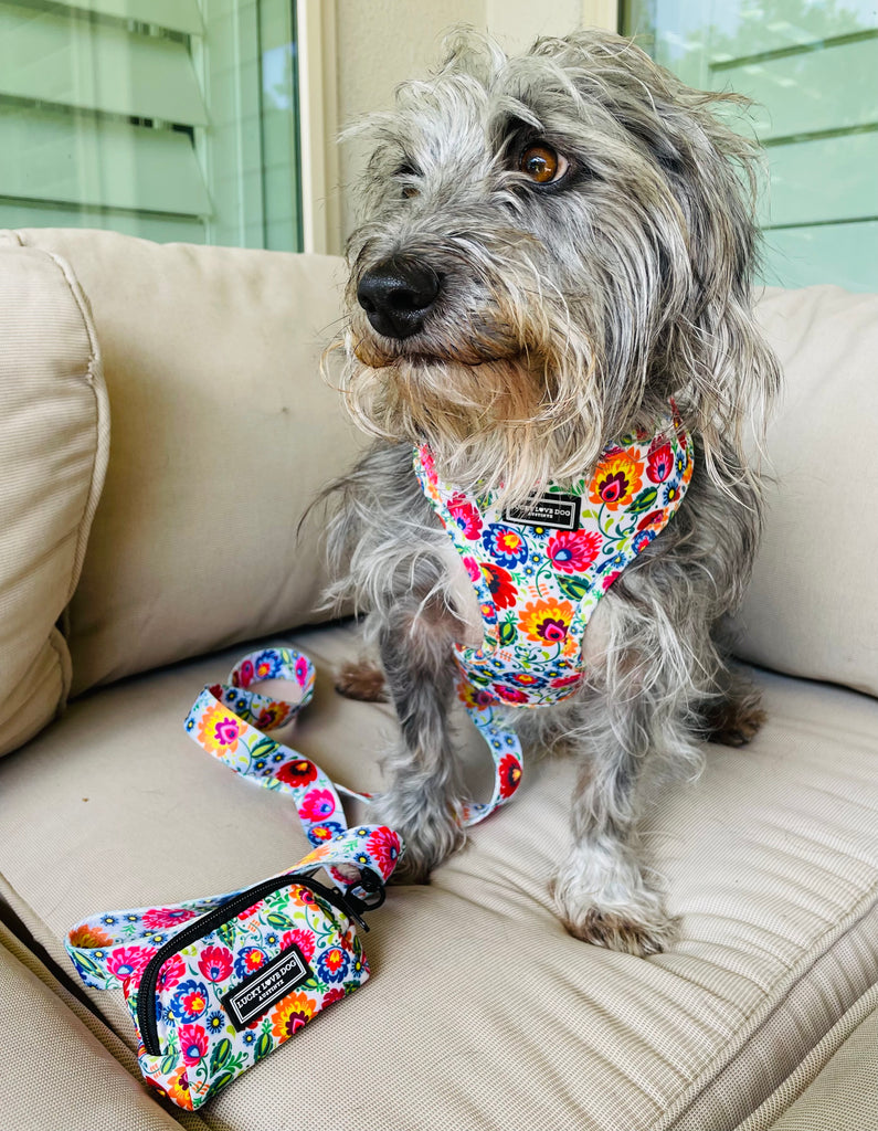 bold floral dog vest and leash collection on cute dog